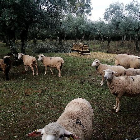 El Venero De Mostoles Constantina Εξωτερικό φωτογραφία