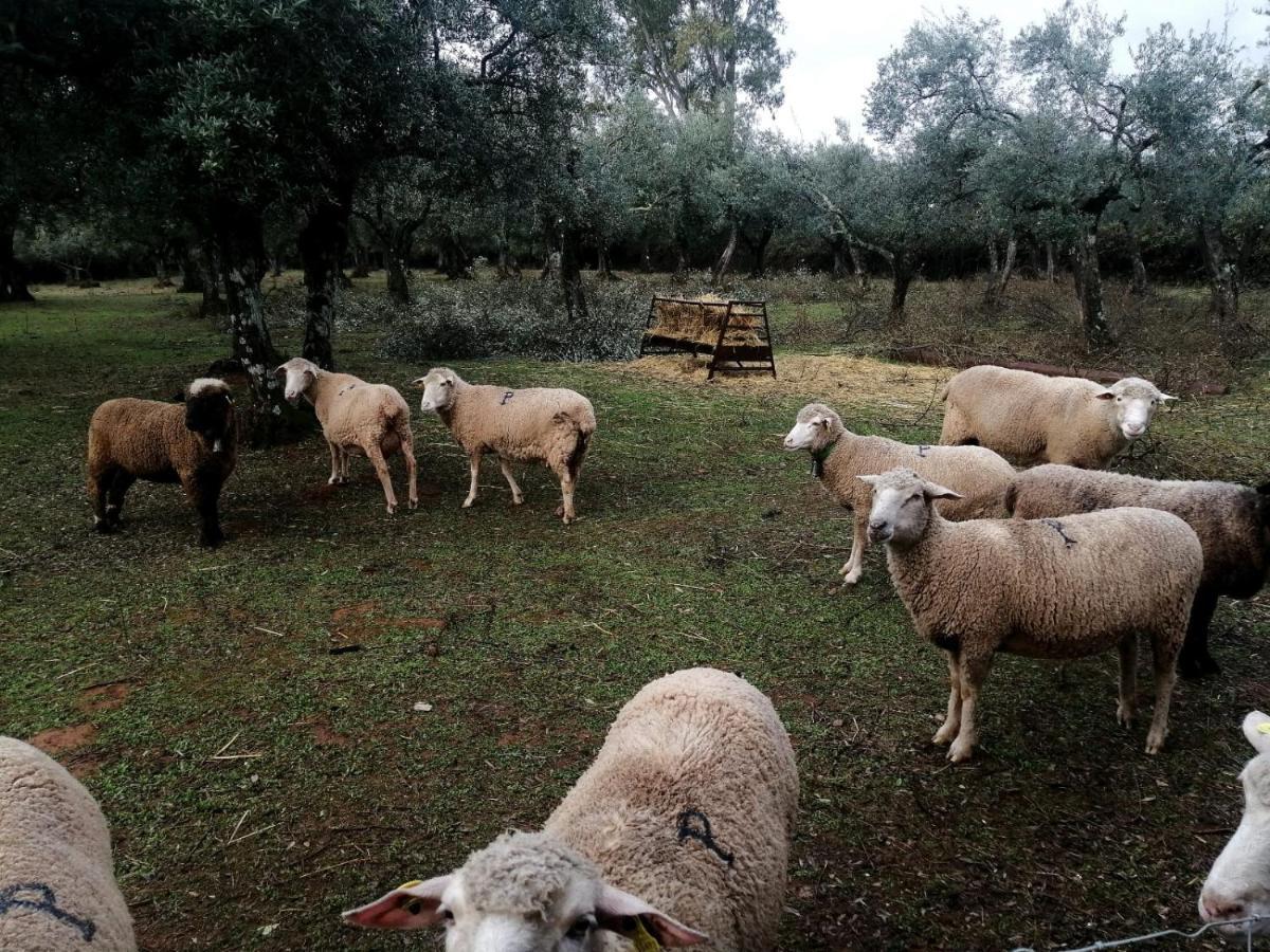 El Venero De Mostoles Constantina Εξωτερικό φωτογραφία